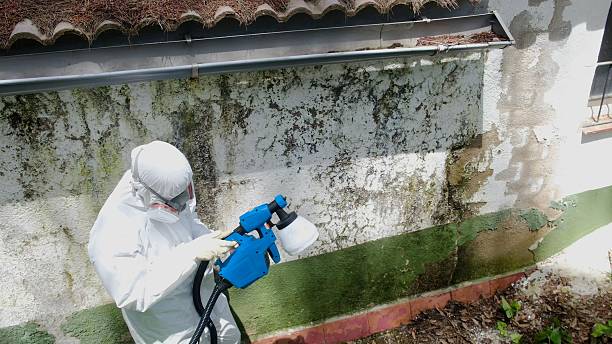 Top rated local Basement Mold Removal specialists in Temple Hills, MD